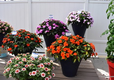 Other novelties at Sakata are SunPatiens Compact Orchid Blush and (upper richt) and Profusion Cherry Bicolor. Special about the Orchid Blush is the fact that it needs less water than the others in the series and about Cherry Bicilor is the fact that it is a bicol. More on these varieties later on FloralDaily.com.